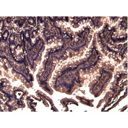 Tripartite Motif-Containing Protein 5 (TRIM5) Antibody