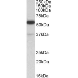 Tripartite Motif-Containing Protein 5 (TRIM5) Antibody