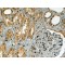 RNF88 (alpha isoform) Antibody