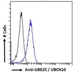 Ubiquitin Conjugating Enzyme E2C (UBE2C) Antibody