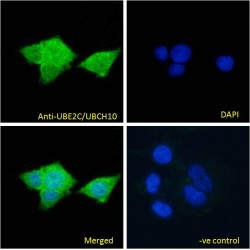 Ubiquitin Conjugating Enzyme E2C (UBE2C) Antibody