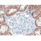 Ubiquitin Carboxyl-Terminal Hydrolase 16 (USP16) Antibody