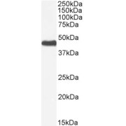 abx430639 (0.03 µg/ml) staining of Mouse Adrenal Gland lysate (35 µg protein in RIPA buffer). Detected by chemiluminescence.