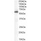 HIP-55 Antibody