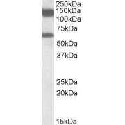 abx430649 (1 µg/ml) staining of Rat Testis lysate (35 µg protein in RIPA buffer). Primary incubation was 1 hour. Detected by chemiluminescence.