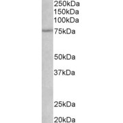 abx430650 (1 µg/ml) staining of Rat Heart lysate (35 µg protein in RIPA buffer). Primary incubation was 1 hour. Detected by chemiluminescence.