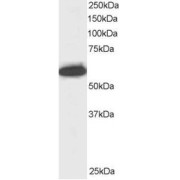 abx430652 staining (0.5 µg/ml) of Jurkat lysate (RIPA buffer, 30 µg total protein per lane). Primary incubated for 1 hour. Detected by western blot using chemiluminescence.