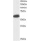 Nuclear Pore-Associated Protein 60 kDa-Like (Npap60) Antibody