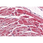 abx430653 (5 µg/ml) staining of paraffin embedded Human Heart. Steamed antigen retrieval with citrate buffer pH 6, AP-staining.
