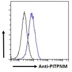 PITPNM Antibody