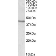 abx430655 (0.1 µg/ml) staining of Mouse Brain lysate (35 µg protein in RIPA buffer). Primary incubation was 1 hour. Detected by chemiluminescence.
