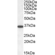 abx430657 (0.05 µg/ml) staining of Human Cerebellum lysate (35 µg protein in RIPA buffer). Primary incubation was 1 hour. Detected by chemiluminescence.