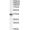 Protein Phosphatase 2 Catalytic Subunit Alpha (PPP2CA) Antibody