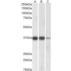 Protein Phosphatase 2 Catalytic Subunit Alpha (PPP2CA) Antibody