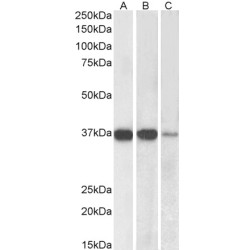 Protein Phosphatase 2 Catalytic Subunit Alpha (PPP2CA) Antibody