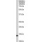 Protein S100-A4 (S100A4) Antibody
