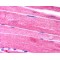 Sorbin And SH3 Domain Containing Protein 1 (SORBS1) Antibody