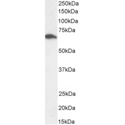 STXBP1 (Isoform a) Antibody