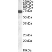 abx430668 (0.1 µg/ml) staining of Human Cerebellum lysate (35 µg protein in RIPA buffer). Primary incubation was 1 hour. Detected by chemiluminescence.