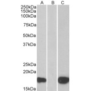 HEK293 lysate (10 µg protein in RIPA buffer) overexpressing Human PHLDA3 with C-terminal MYC tag probed with abx430670 (1 µg/ml) in Lane A and probed with anti-MYC Tag (1/1000) in lane C. Mock-transfected HEK293 probed with abx430670 (1mg/ml) in Lane B. Primary incubations were for 1 hour. Detected by chemiluminescence.