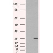 HEK293 overexpressing RAB11A and probed with abx430680 (mock transfection in first lane).