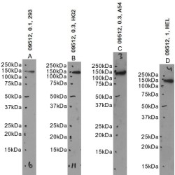 Restin Antibody