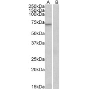 abx430684 (0.3 µg/ml) staining of Human Heart lysate (35 µg protein in RIPA buffer) with (A) and without (B) blocking with the immunising peptide. Detected by chemiluminescence.