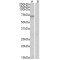 Forkhead Box Protein O3 (FOXO3A) Antibody