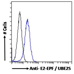 E2-EPF Antibody