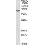 abx430699 (0.3 µg/ml) staining of Mouse Kidney lysate (35 µg protein in RIPA buffer). Detected by chemiluminescence.