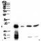 BPI Fold-Containing Family A Member 1 / PLUNC (BPIFA1) Antibody