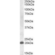 abx430709