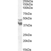 abx430715 (0.5 µg/ml) staining of Human Brain (Frontal Cortex) lysate (35 µg protein in RIPA buffer). Primary incubation was 1 hour. Detected by chemiluminescence.