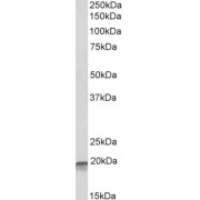 abx430716