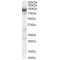 OIP106 Antibody