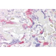 abx430733 (3.8 µg/ml staining of paraffin embedded Human Placenta. Steamed antigen retrieval with citrate buffer pH 6, AP-staining.