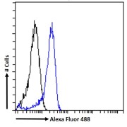 Flow cytometry analysis of HEK293 cells (blue) using Adipose Triglyceride Lipase (ATGL) Antibody (10 µg/ml) with a secondary antibody conjugated to AF488 (1 µg/ml). Non-specific Goat IgG antibody with a secondary antibody conjugated to AF488 (black) was used as a negative control.