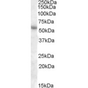 abx430741