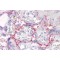 Ras-Interacting Protein 1 (RASIP1) Antibody