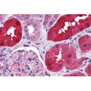 abx430749 (1.25 µg/ml staining of paraffin embedded Human Kidney. Steamed antigen retrieval with citrate buffer pH 6, AP-staining.