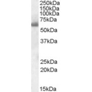 abx430755 (0.1 µg/ml) staining of Human Tonsil lysate (35 µg protein in RIPA buffer). Detected by chemiluminescence.