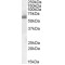 SH2 Domain Containing 3A (SH2D3A) Antibody