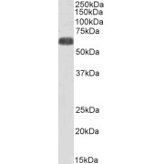 abx430760 (0.3 µg/ml) staining of Human Heart lysate (35 µg protein in RIPA buffer). Primary incubation was 1 hour. Detected by chemiluminescence.