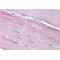 Sorbin And SH3 Domain Containing Protein 1 (SORBS1) Antibody