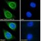 T-Cell RING Activation Protein 1 (TRAC-1) Antibody