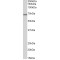 TIR Domain-Containing Adapter Molecule 1 (TICAM-1) Antibody