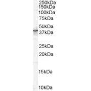 abx430778 (0.3 µg/ml) staining of mouse brain lysate (35 µg protein in RIPA buffer). Primary incubation was 1 hour. Detected by chemiluminescence.