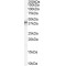 Quaking Antibody