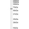 TGF-Beta-Induced Apoptosis Protein 12 (TAIP-12) Antibody