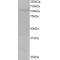 Ran-Binding Protein 16 (RANBP16) Antibody
